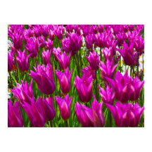 Túlipas Roxas no Keukenhof, Holanda Impressão
