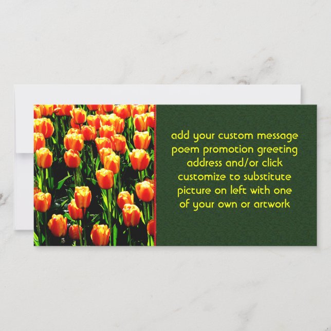 Tulipas Sunshine (Frente)