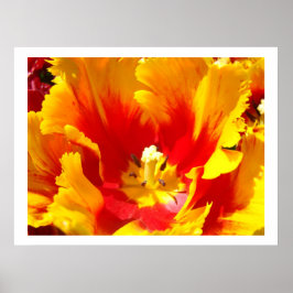 Tulipas Vermelhas Amarelas impressões artísticas d