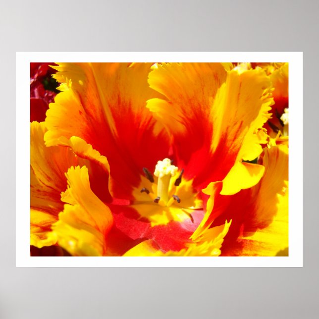 Tulipas Vermelhas Amarelas impressões artísticas d (Frente)