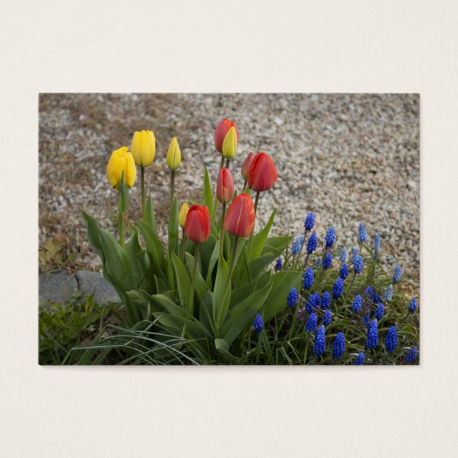 Tulipas Vermelhas E Amarelas (Frente)