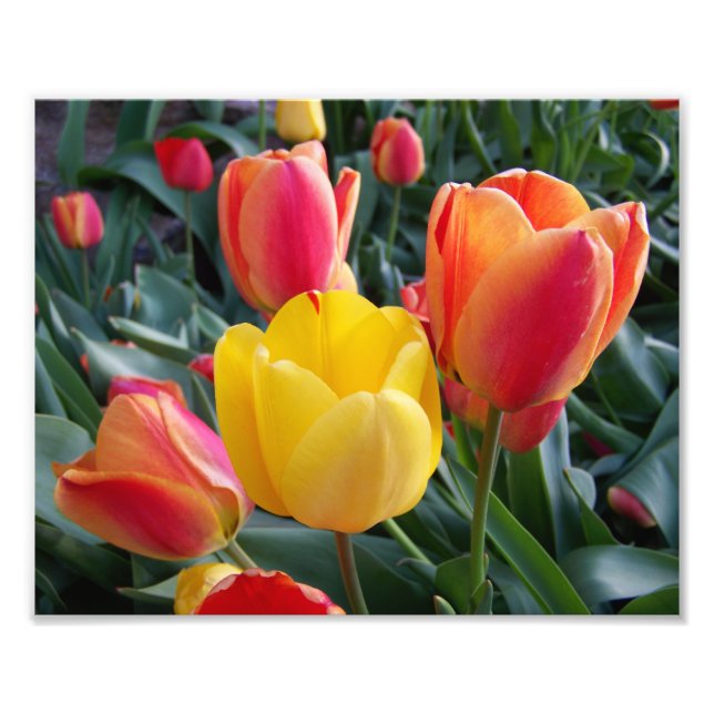 Tulipas Vermelhas e Amarelas Foto Jardim de Pedras (Frente)