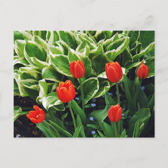 Tulipas vermelhas e cartão postal da planta hosta (Frente)
