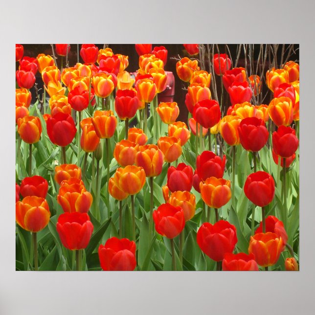 Tulipas Vermelhas E Laranja Poster (Frente)