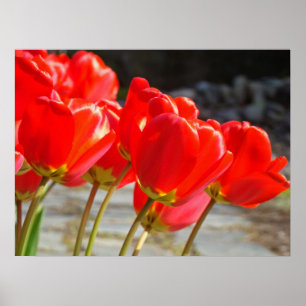 Tulipas Vermelhas Impressões de arte floral Flores