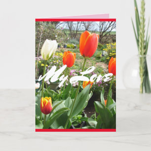 Tulipas Vermelhas Meu Amor Cartão de flores de pri