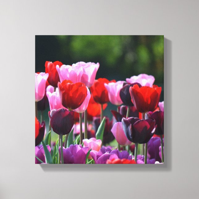 Tulips Canvas Print (Frente)