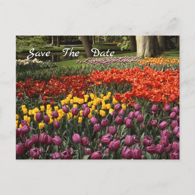 Tulips Salve O Cartão-Postal De Anúncio De Data (Frente)