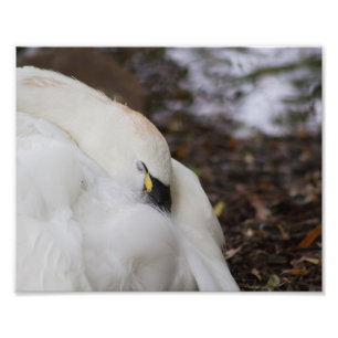 Tundra Swan Capturando Impressão de fotografia do