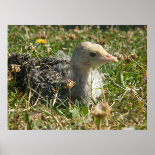 Turquia Poult Poster