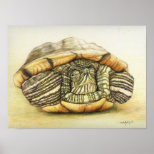 "Turtle" Art Reproduction Impressão