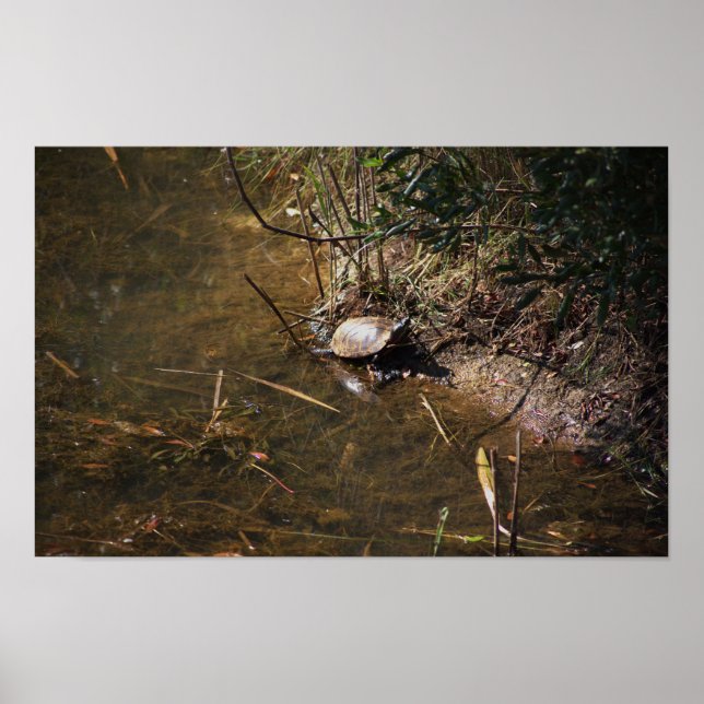 Turtle Photo Poster (Frente)