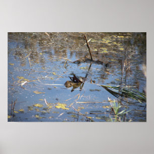 Turtle Photo Poster