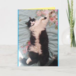 Tuxedo Cat Bonito, Engraçado, Cartão de Gatos Dorm