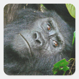 Uganda Gorilla Safari sobre autocolantes