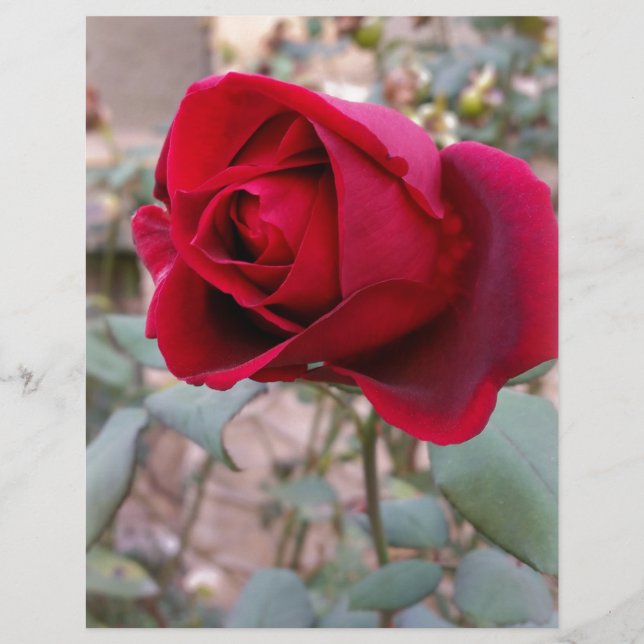 última rosa vermelha (Frente)