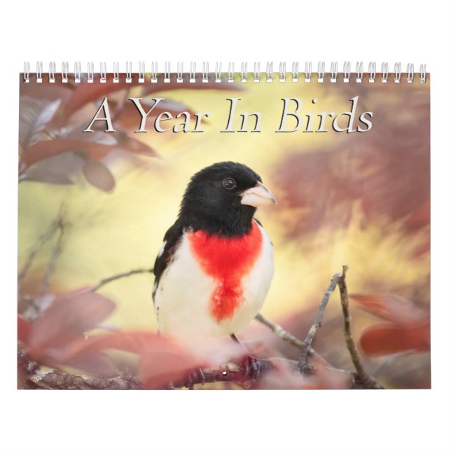 Um Ano No Calendário De Aves (Capa)