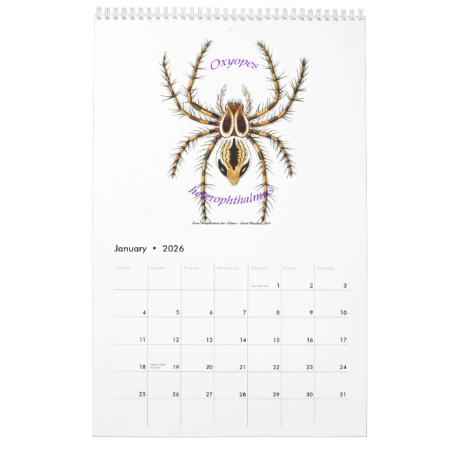 Um calendário das aranhas por Ernst Haeckel. (Jan 2026)