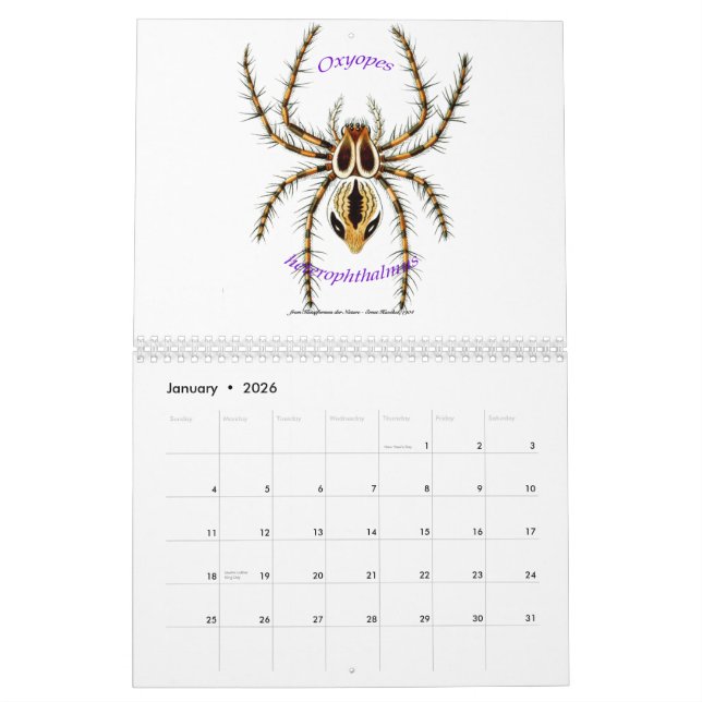 Um calendário das aranhas por Ernst Haeckel. (Jan 2026)