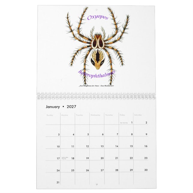 Um calendário das aranhas por Ernst Haeckel. (Jan 2027)