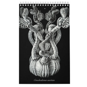 Um calendário de alguns desenhos de Ernst Haeckel