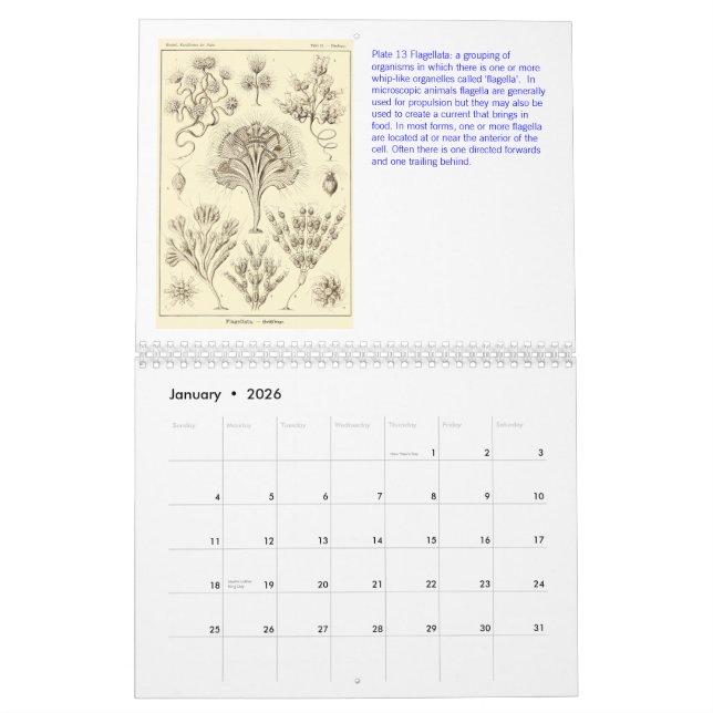 Um calendário dos desenhos de Ernst Haeckel (Jan 2026)