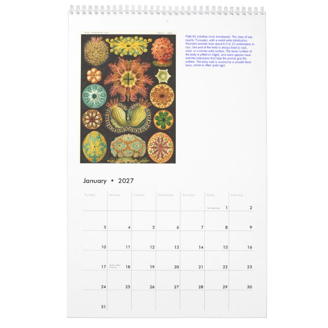 Um Calendário dos Desenhos de Ernst Haeckel. (Jan 2027)