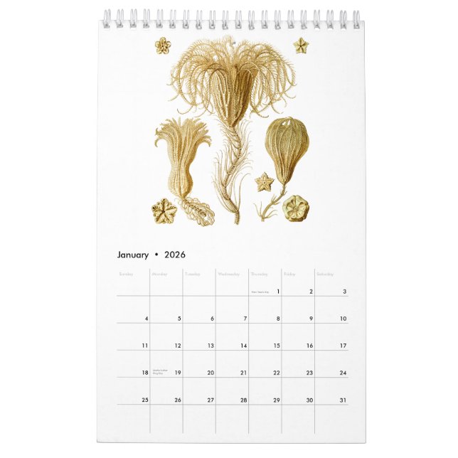 Um calendário dos desenhos de Ernst Haeckel (Jan 2026)