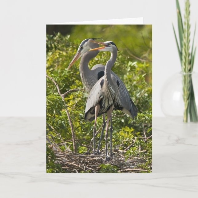 Um cartão de aniversário pequeno do passarinho (Frente)