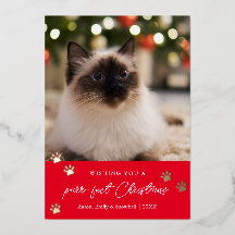 Um Cartão de Férias de Foto Pet Purr de Natal