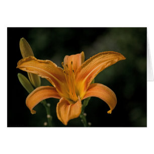 Um Cartão Delicioso De Jardim