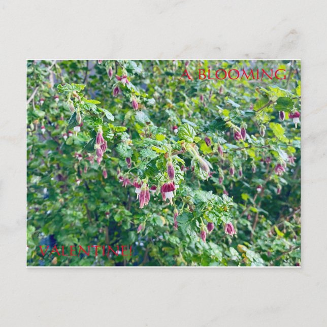 UM CARTÃO POSTAL DE NAMORADOS DE SANGUE (Frente)