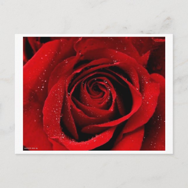 Um cartão postal de Rosa no Bloom (Frente)