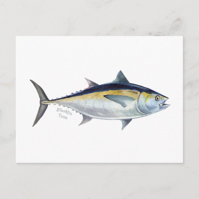 Um cartão postal do Atum Blackfin. (Frente)