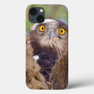 Um cobra Branco-breasted Eagle