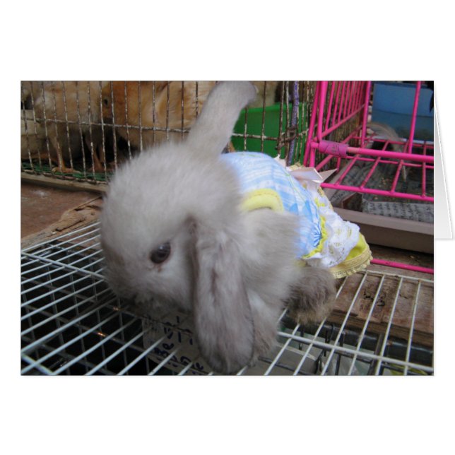 Um coelho num Cartão de Vestido (Frente Horizontal)