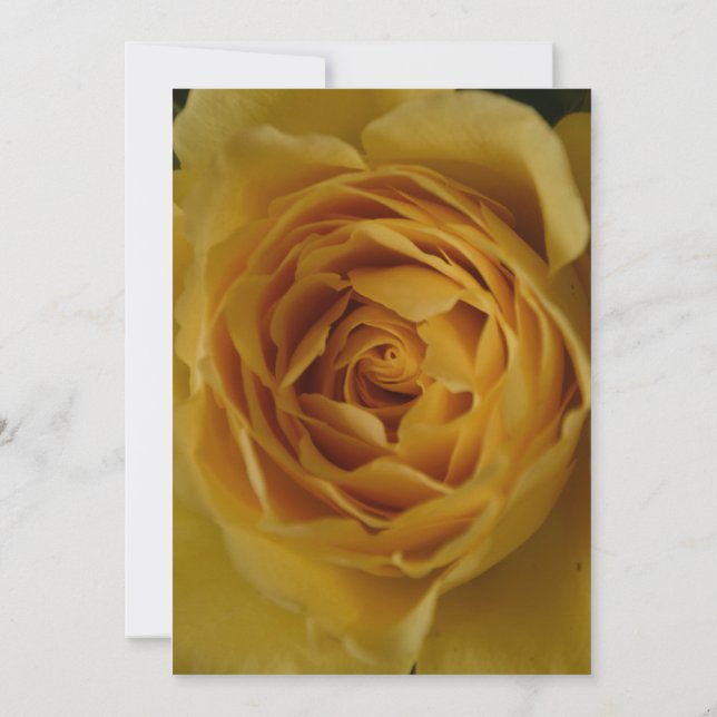 Um Convite de festas de Rosa Amarelo (Verso)