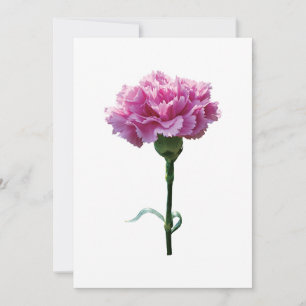 Um cravo cor-de-rosa