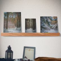 Um dia ensolarado de inverno na floresta pinheira