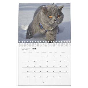Um Gato para Todos os Calendários
