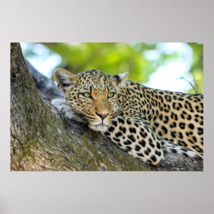 Um gaze-leopardo - Impressão