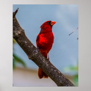 UM IMPRESSÃO CARDINAL DE PESO PESADO ARQUIVAL 16