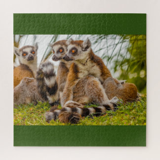 um lêmure macho abraça sua fêmea na quebra-cabeça