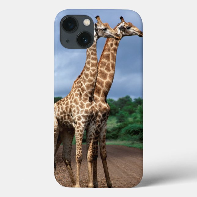 Um Par de Girafas na Estrada, Kruger Nacional (Verso)