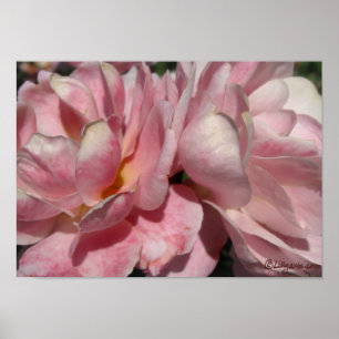 Um Pincel de Pêssego na Poster Rosa Rosa Rosa Ros