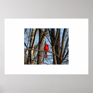Um Poster Cardinal