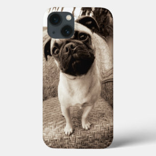 Um Pug com sua cabeça intitulada ao lado