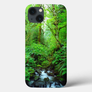 Um riacho em uma floresta antiga