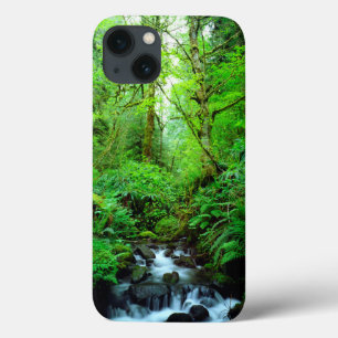 Um riacho em uma floresta primária