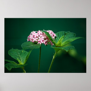 Um toque de rosa no Impressão verde